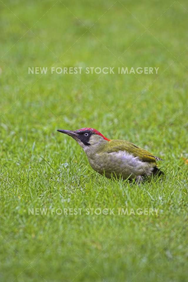 Green Woodpecker 02