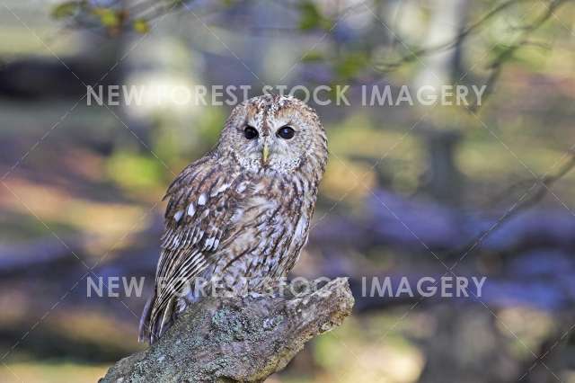 Tawny Owl 03
