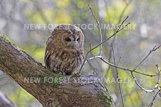 Tawny Owl 05