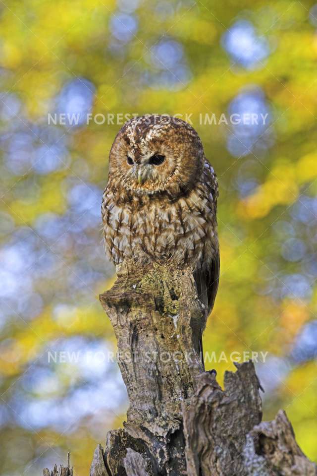 Tawny Owl 07