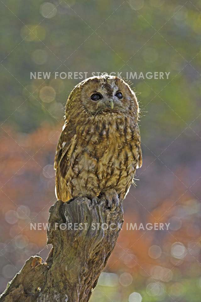 Tawny Owl 08