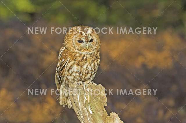 Tawny Owl 09
