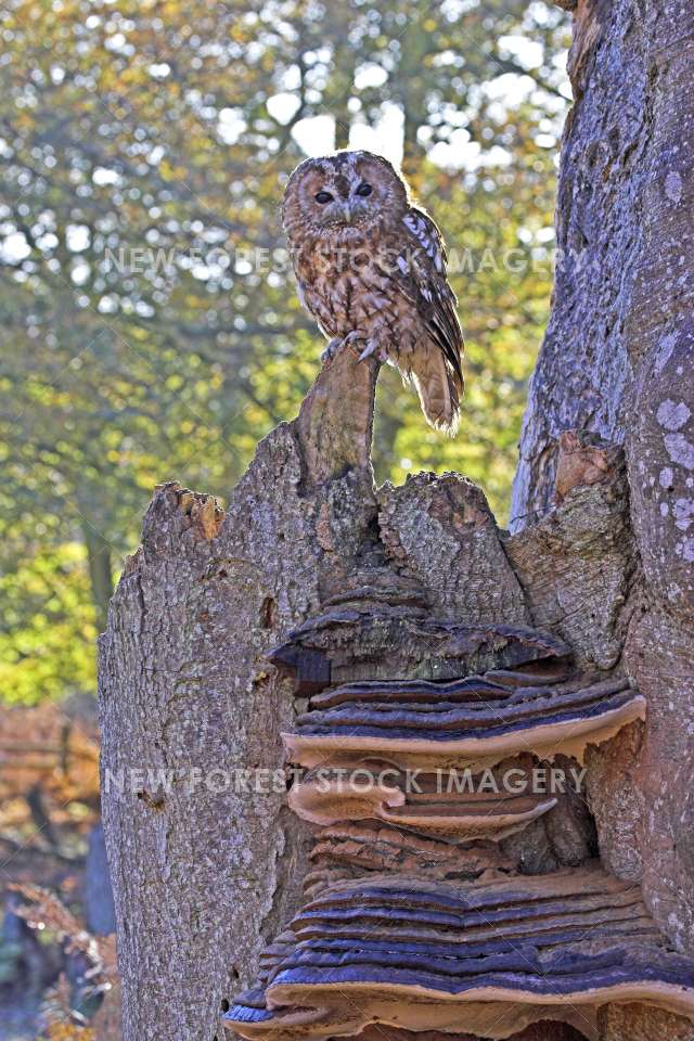 Tawny Owl 10