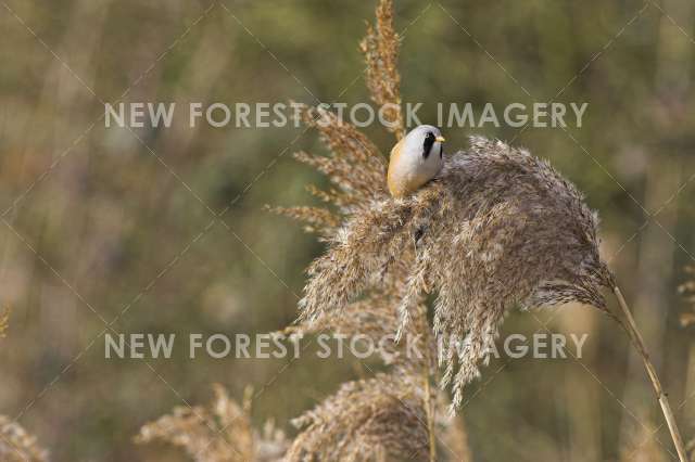 Bearded Tit 01