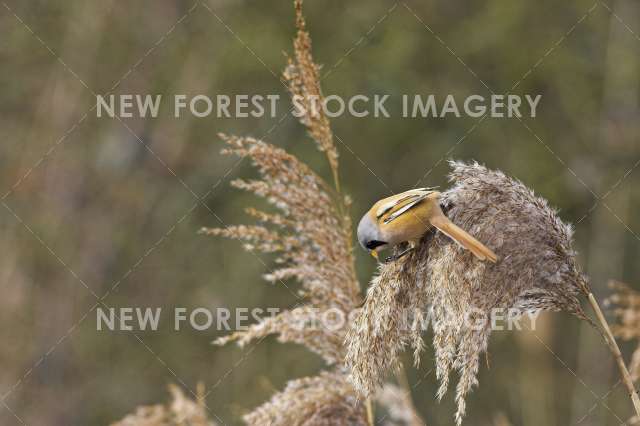 Bearded Tit 02