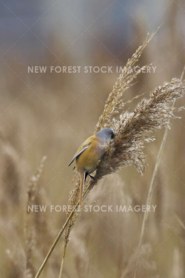 Bearded Tit 03