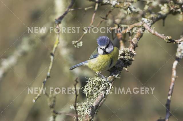 Blue Tit 03