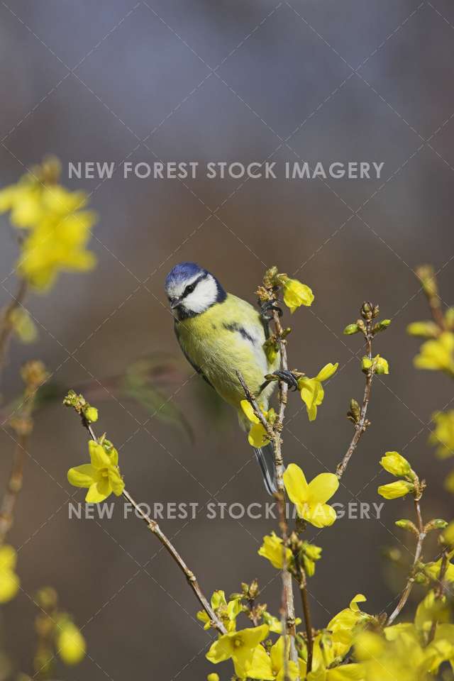 Blue Tit 04