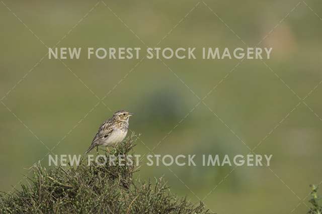 Woodlark 01