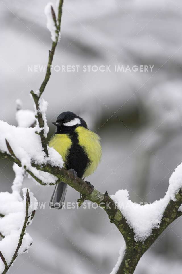 Great Tit 06