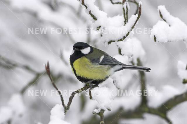 Great Tit 07