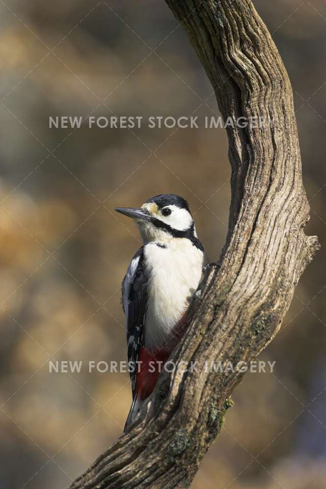 Great Spotted Woodpecker 03