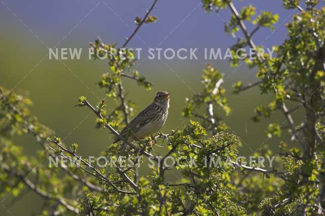 Woodlark 03