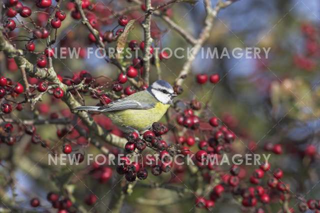 Blue Tit 05