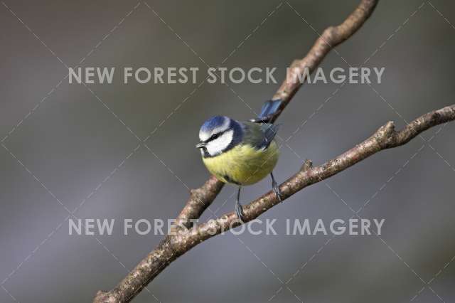 Blue Tit 06