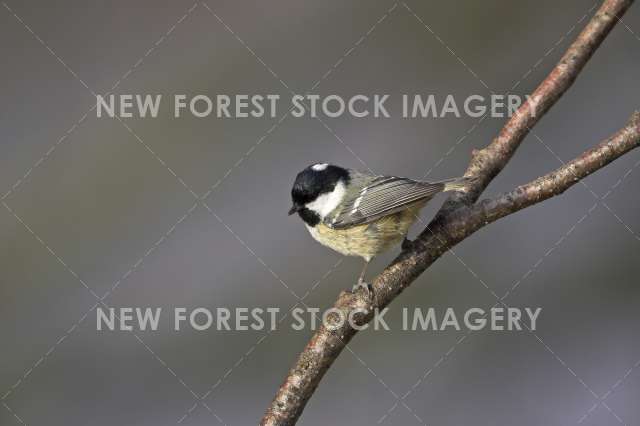 Coal Tit 05