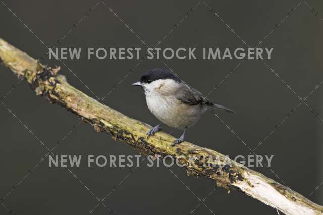 Marsh Tit 03