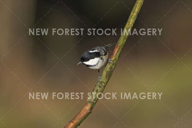 Coal Tit 06