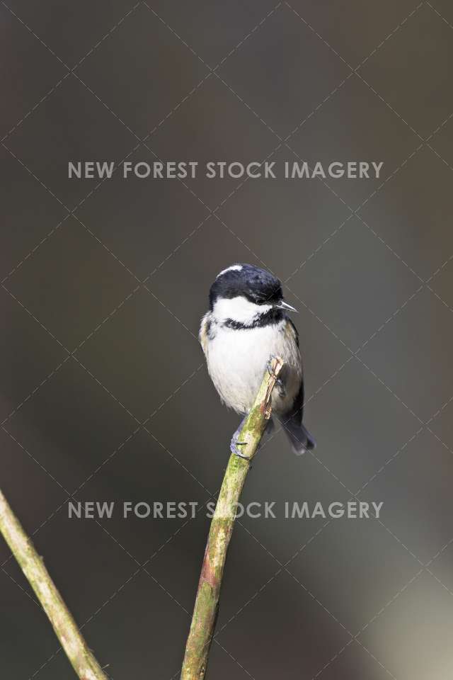 Coal Tit 07