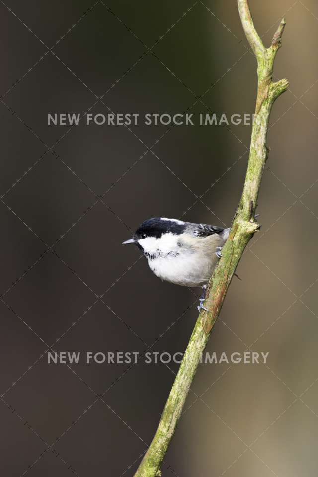 Coal Tit 08