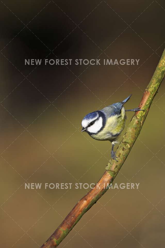 Blue Tit 07