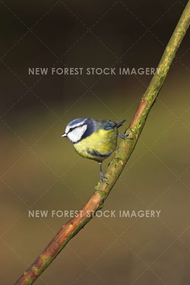 Blue Tit 08