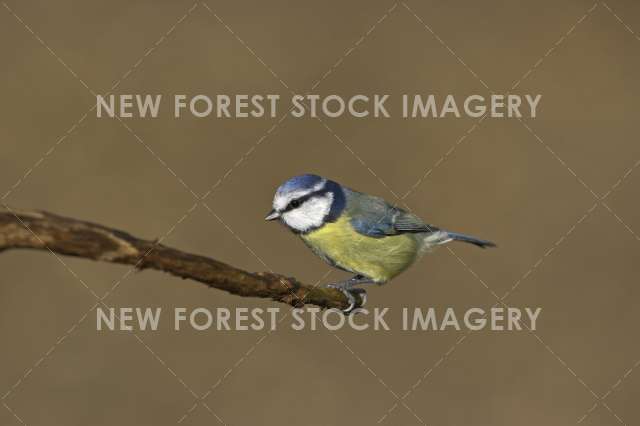 Blue Tit 09