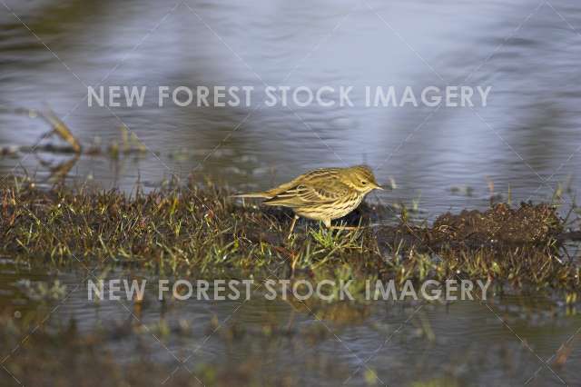 Meadow Pipit 05