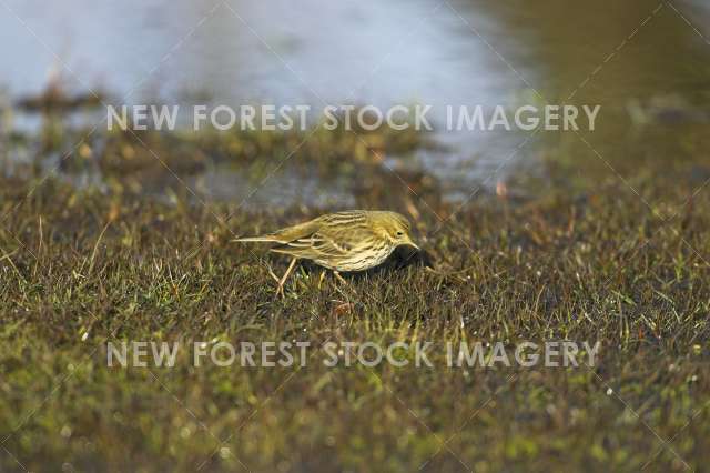 Meadow Pipit 06