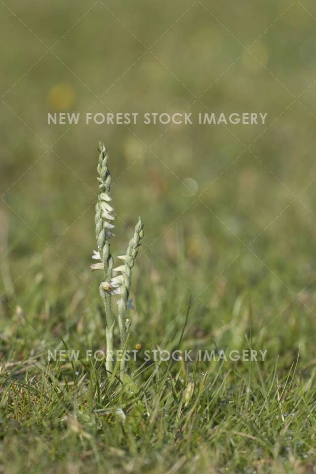 Autumn Lady's Tresses 01