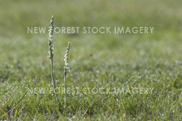 Autumn Lady's Tresses 02