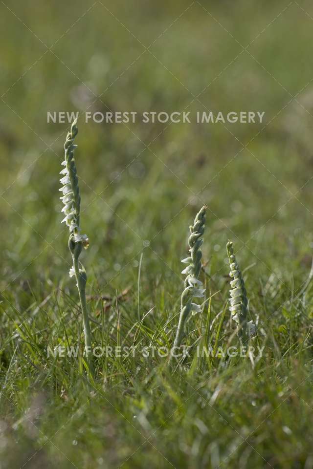 Autumn Lady's Tresses 05