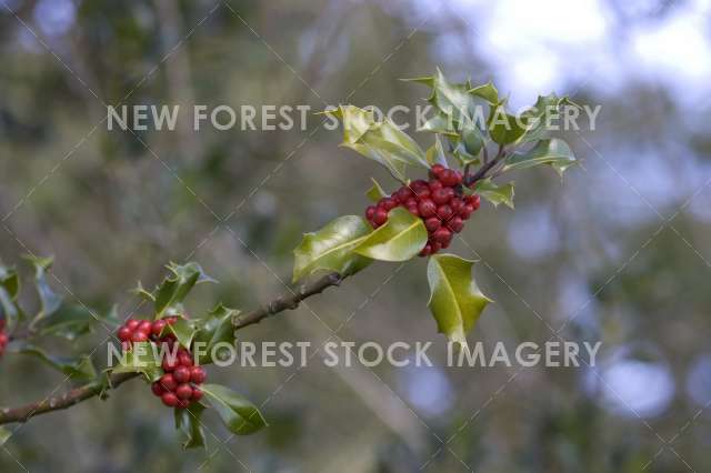 Holly 01