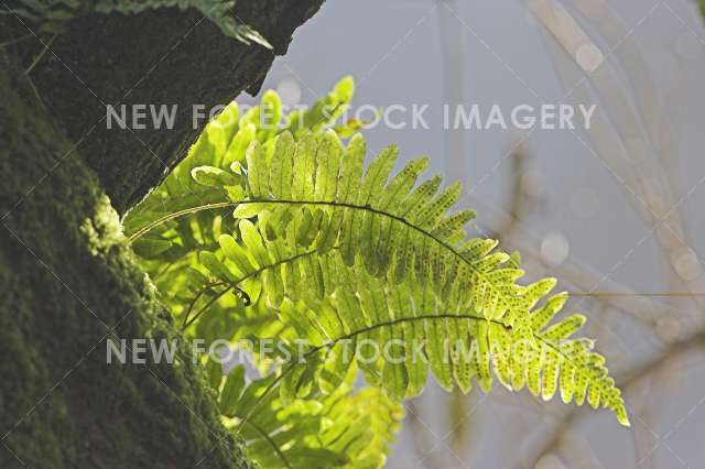 Common Polypody 02