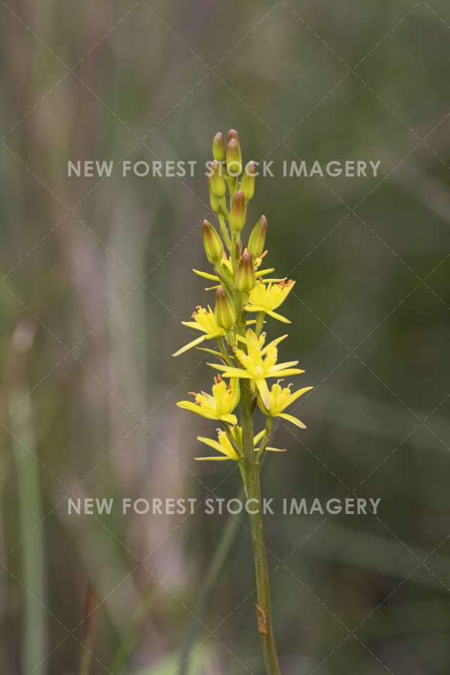 Bog Asphodel 01