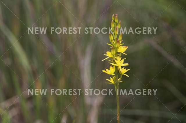 Bog Asphodel 02