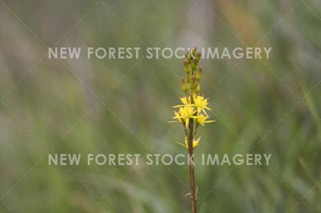 Bog Asphodel 03