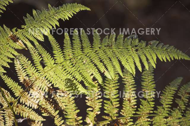 Bracken 01