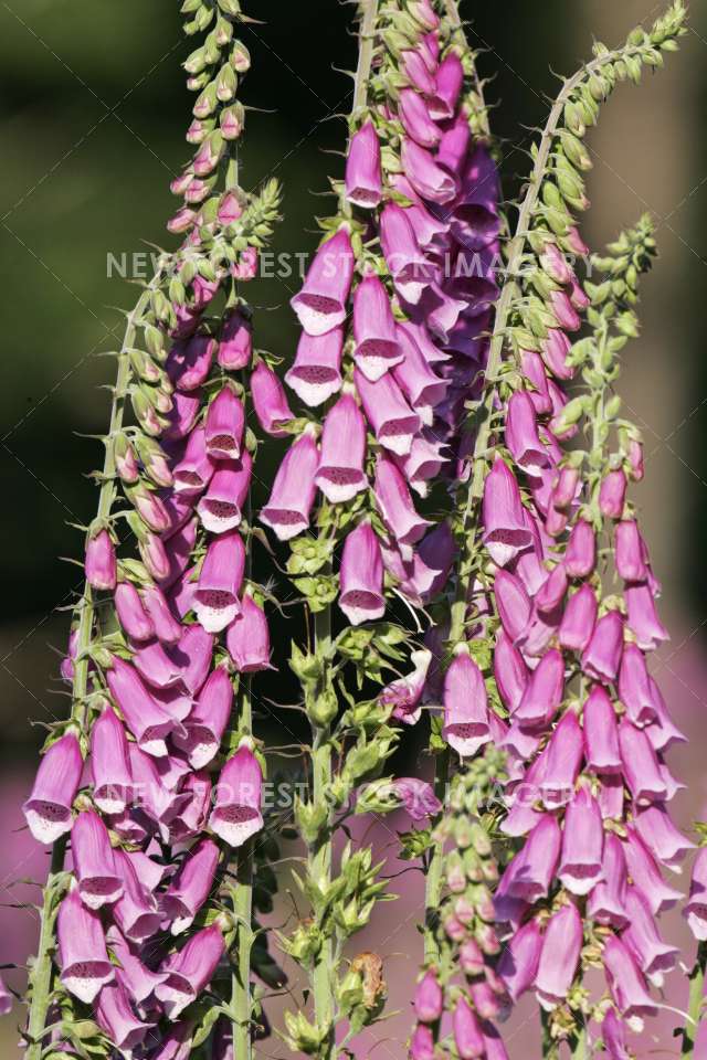 Foxglove 06