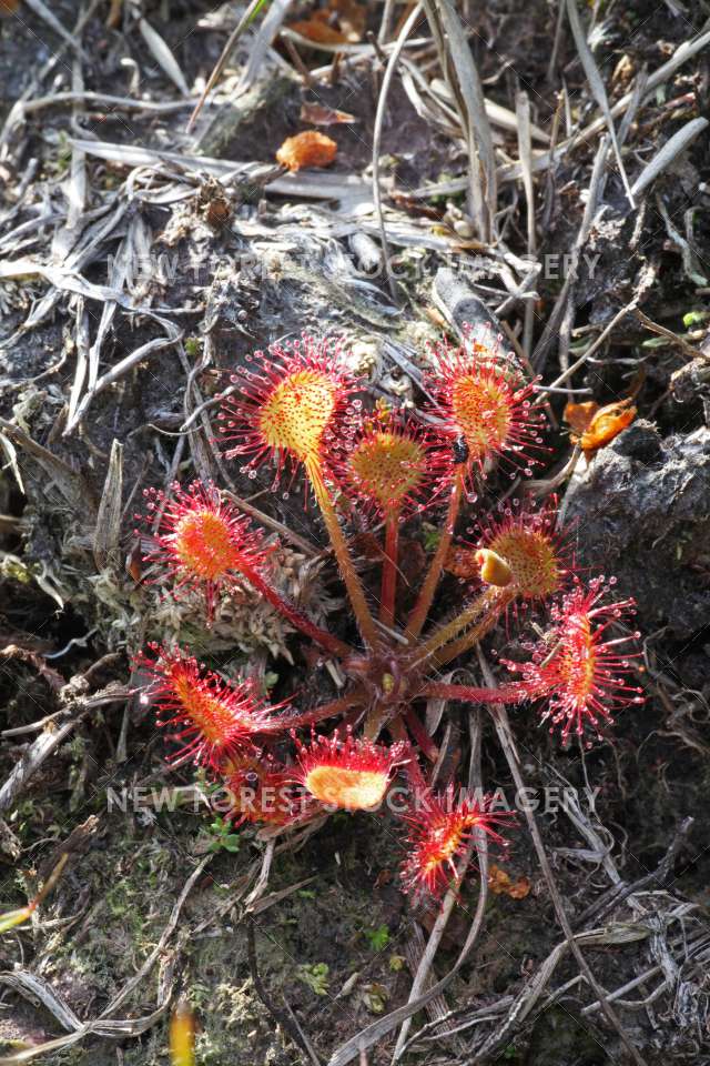 Round Leaved Sundew 01