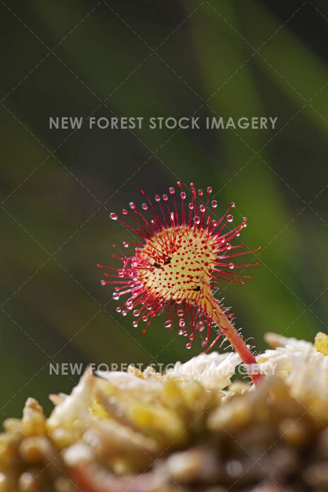 Round Leaved Sundew 02