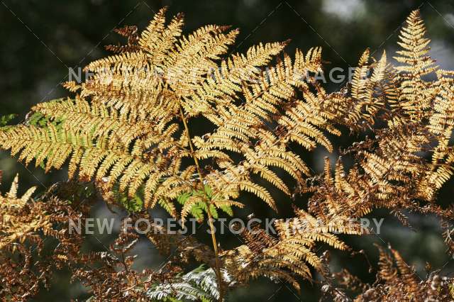 Bracken 02