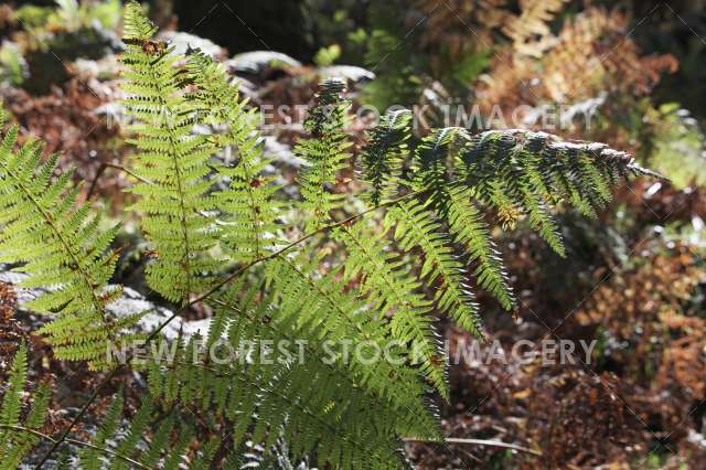 Bracken 03