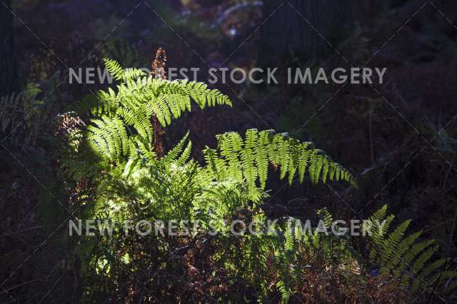 Bracken 06