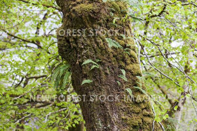 Common Polypody 03