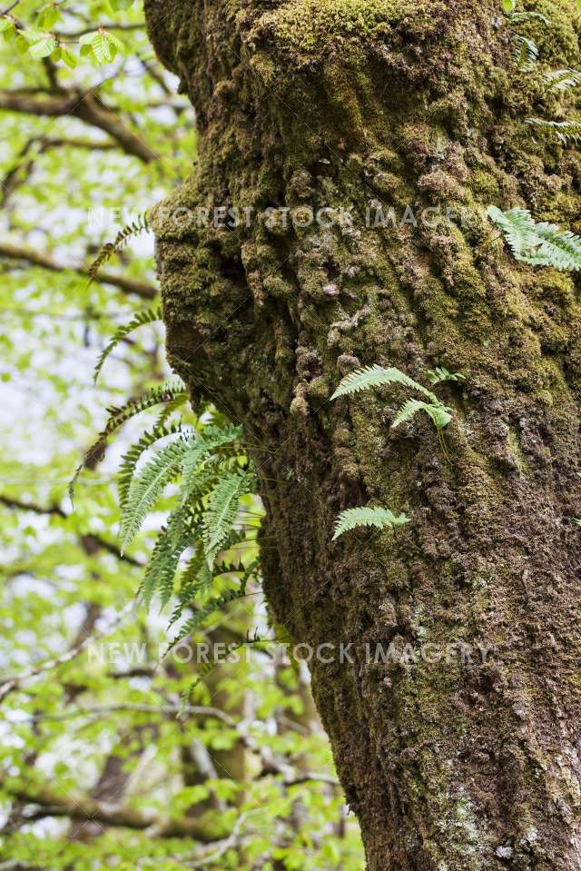 Common Polypody 04