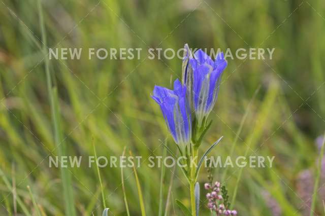 Marsh Gentian 01