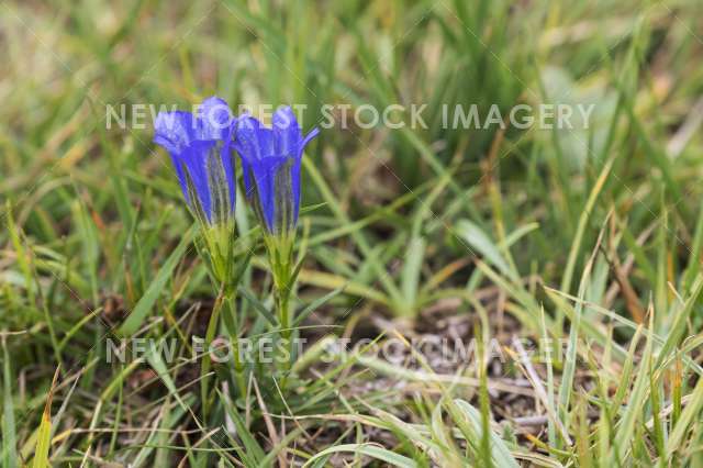 Marsh Gentian 03