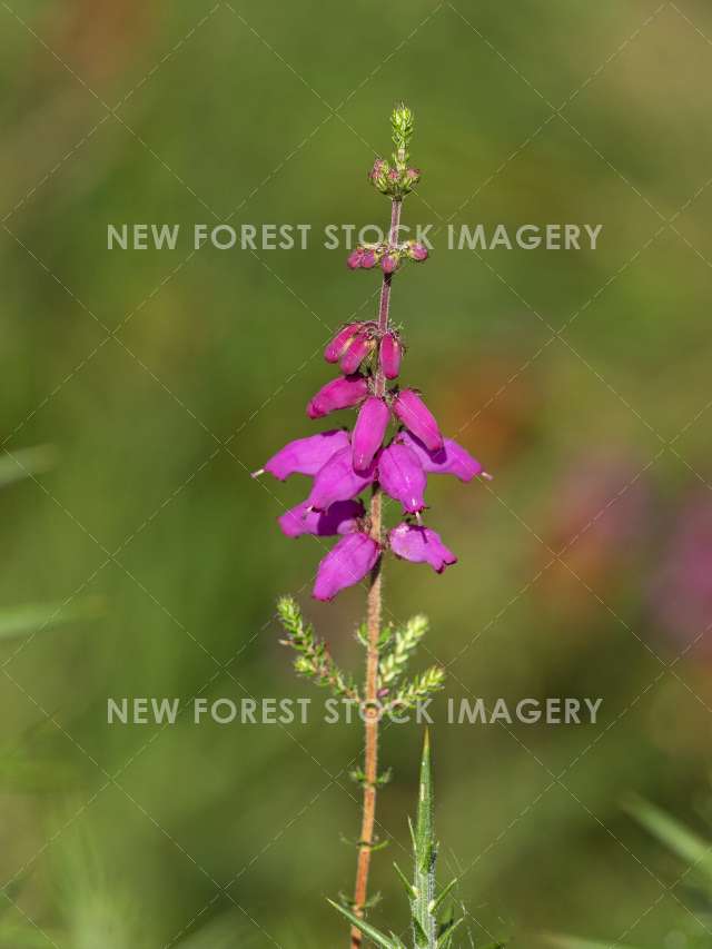 Dorset Heath 01