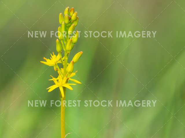 Bog Asphodel 07